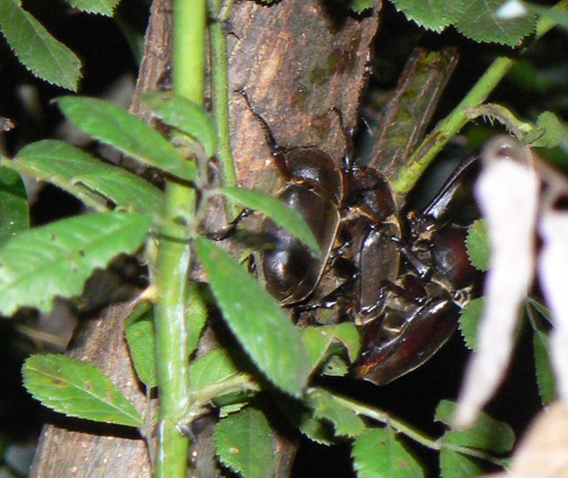 川縁のヤナギ(左)_カブトムシのペア＆1♀_2021年7月7日20時10分頃 気温26度